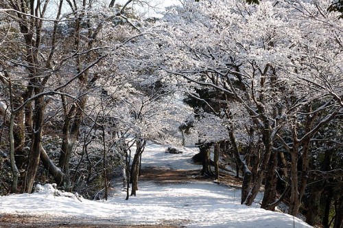 http://photo.kinosaki2.net/wp-content/uploads/snow_250.jpg